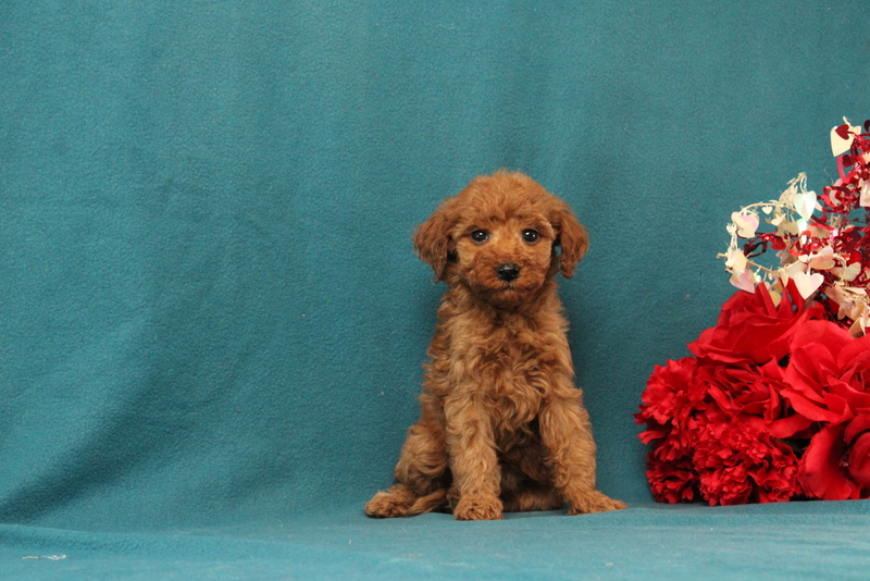 puppy, for, sale, Mini Goldendoodle F1BB, Matthew B. Stoltzfus, dog, breeder, Gap, PA, dog-breeder, puppy-for-sale, forsale, nearby, find, puppyfind, locator, puppylocator, aca